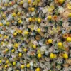 lemon flower wall