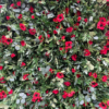 poppy flower wall