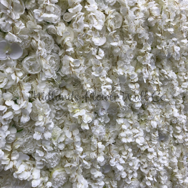 wisteria white flowers